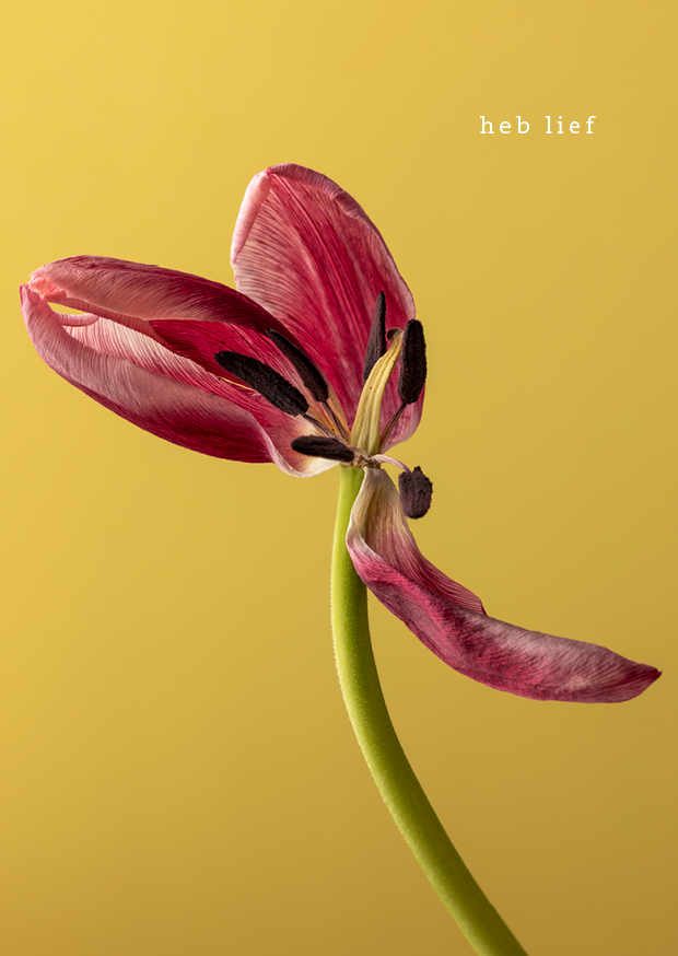 Ansichtkaarten tulpen 01