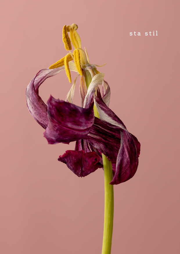 Ansichtkaarten tulpen 03