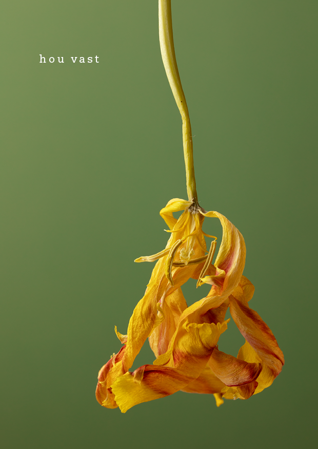 Ansichtkaarten tulpen 05