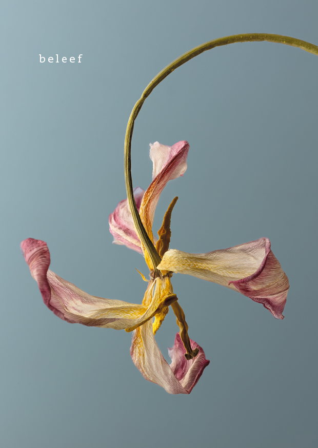 Ansichtkaarten tulpen 07