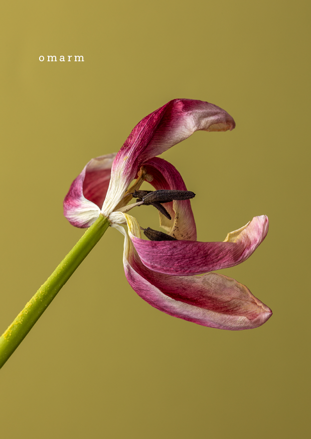 Ansichtkaarten tulpen 09