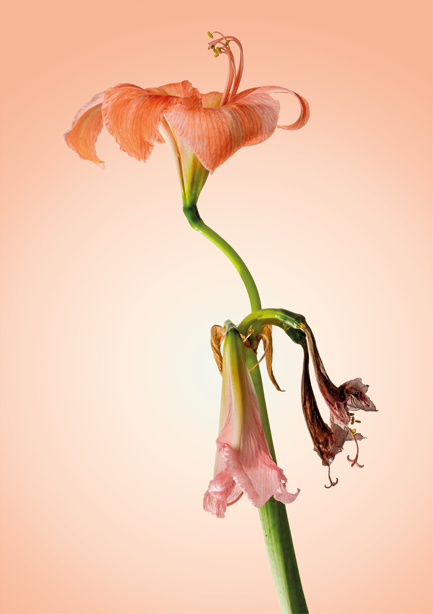 Finiteflowers I I kopie